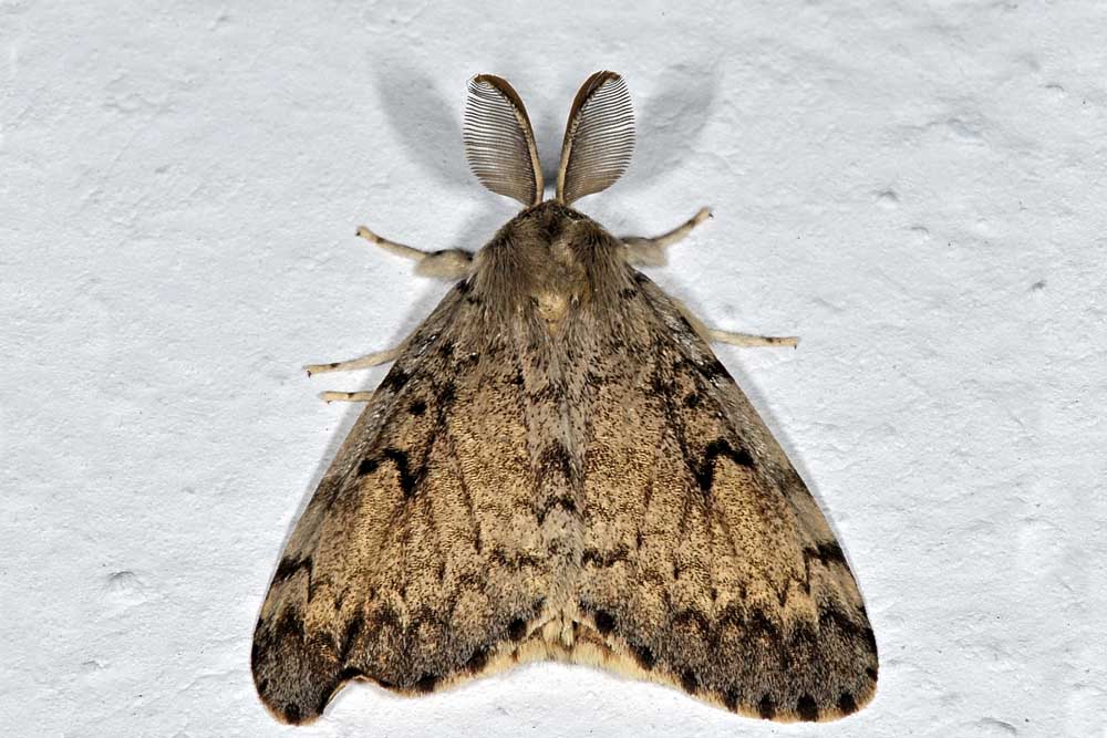 Lymantria dispar, Erebidae
